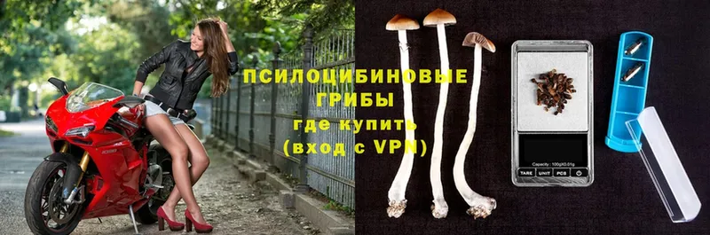 Псилоцибиновые грибы Cubensis  Углегорск 